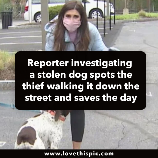 Reporter investigating a stolen dog spots the thief walking it down the street and saves the day