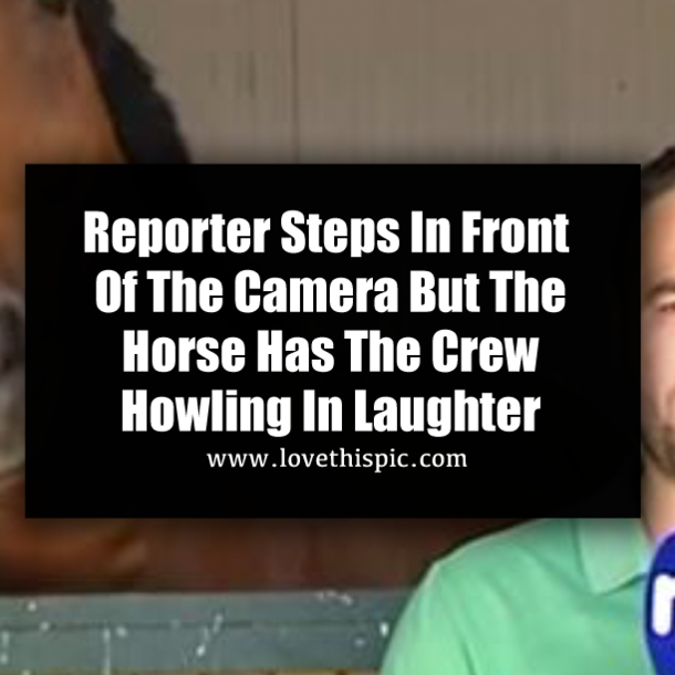 Reporter Steps In Front Of The Camera But The Horse Has The Crew Howling In Laughter