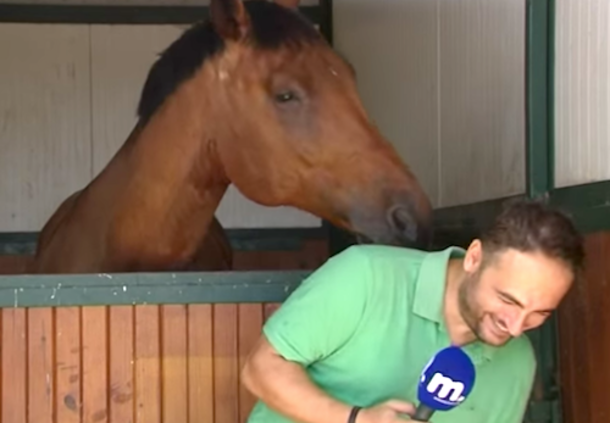 Reporter Steps In Front Of The Camera But The Horse Has The Crew Howling In Laughter - picture 3