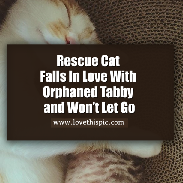 Rescue Cat Falls In Love With Orphaned Tabby and Won’t Let Go