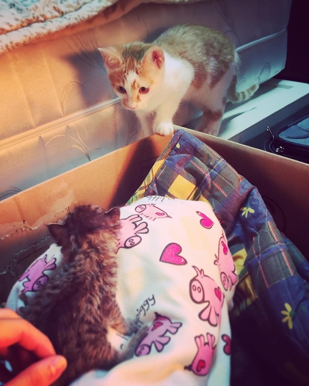 Rescue Cat Falls In Love With Orphaned Tabby and Won’t Let Go - picture 2