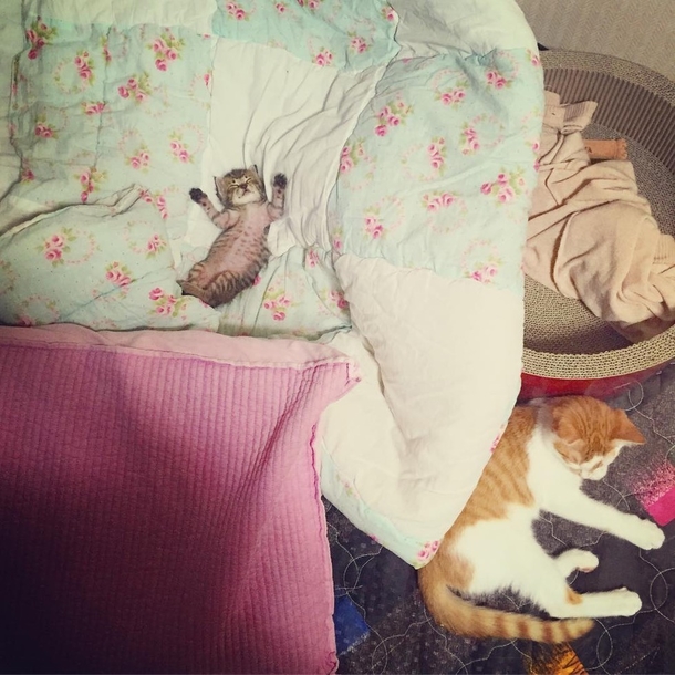 Rescue Cat Falls In Love With Orphaned Tabby and Won’t Let Go - picture 3