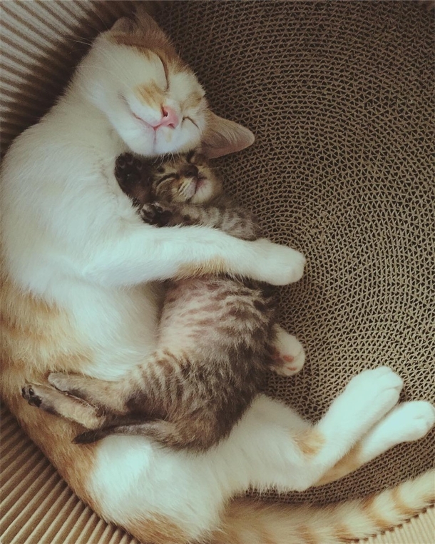 Rescue Cat Falls In Love With Orphaned Tabby and Won’t Let Go - picture 4