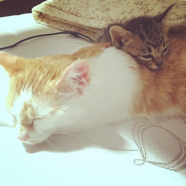 Rescue Cat Falls In Love With Orphaned Tabby and Won’t Let Go - picture 5