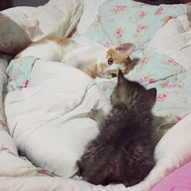 Rescue Cat Falls In Love With Orphaned Tabby and Won’t Let Go - picture 6