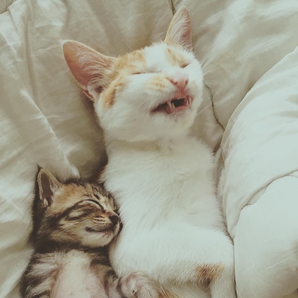 Rescue Cat Falls In Love With Orphaned Tabby and Won’t Let Go - picture 7