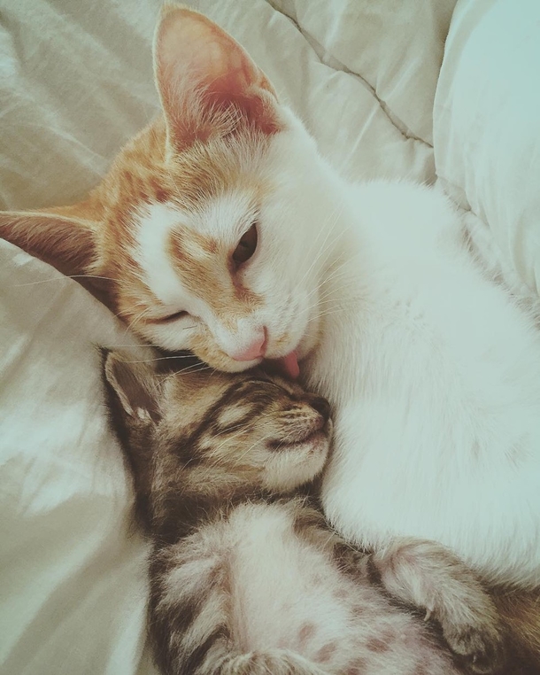 Rescue Cat Falls In Love With Orphaned Tabby and Won’t Let Go - picture 8