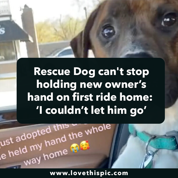 Rescue Dog can't stop holding new owner’s hand on first ride home: ‘I couldn’t let him go’