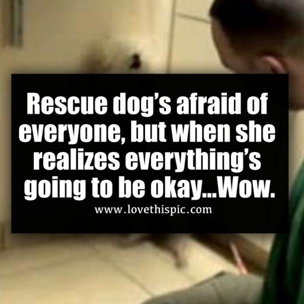Rescue dog’s afraid of everyone, but when she realizes everything’s going to be okay…Wow.