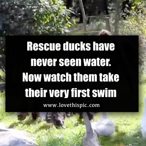 Rescue ducks have never seen water. Now watch them take their very first swim