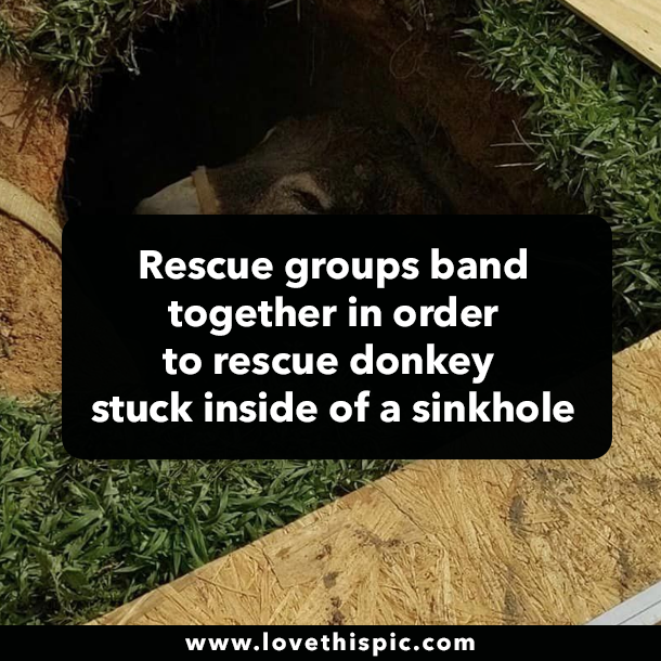Rescue groups band together in order to rescue donkey stuck inside of a sinkhole