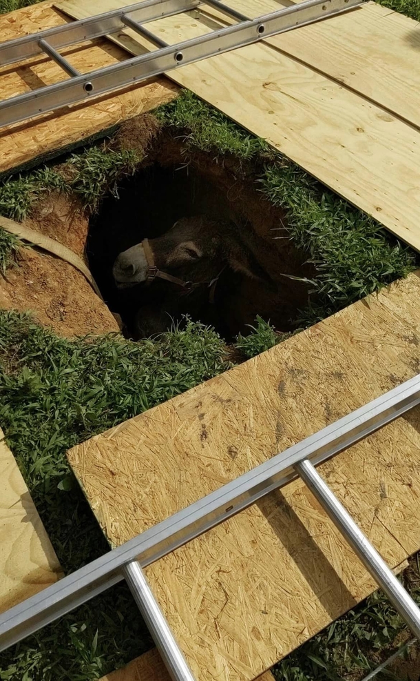 Rescue groups band together in order to rescue donkey stuck inside of a sinkhole - picture 2