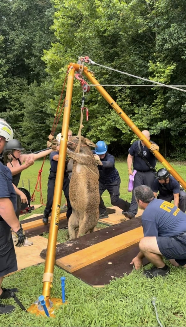 Rescue groups band together in order to rescue donkey stuck inside of a sinkhole - picture 3