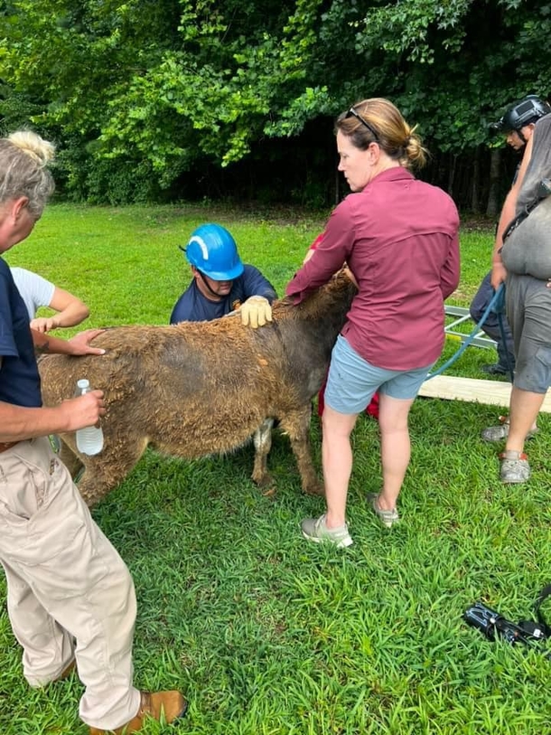 Rescue groups band together in order to rescue donkey stuck inside of a sinkhole - picture 4