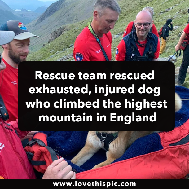 Rescue team rescued exhausted, injured dog who climbed the highest mountain in England