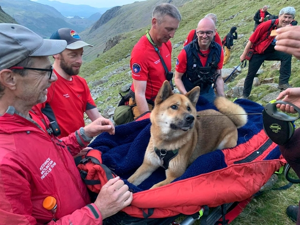 Rescue team rescued exhausted, injured dog who climbed the highest mountain in England - picture 3