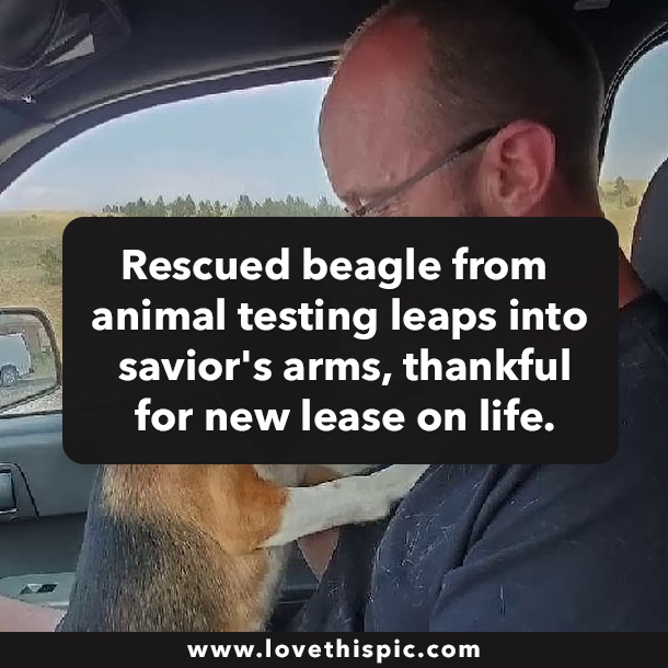 Rescued beagle from animal testing leaps into savior's arms, thankful for new lease on life.