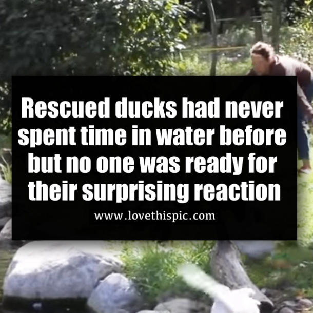 Rescued ducks had never spent time in water before but no one was ready for their surprising reaction
