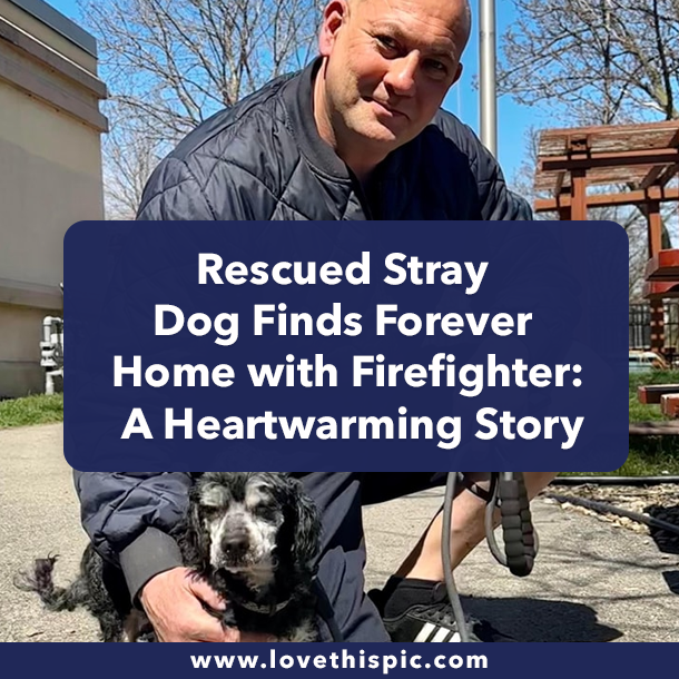 Rescued Stray Dog Finds Forever Home with Firefighter: A Heartwarming Story