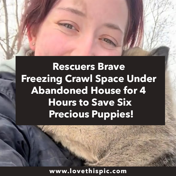 Rescuers Brave Freezing Crawl Space Under Abandoned House for 4 Hours to Save Six Precious Puppies!