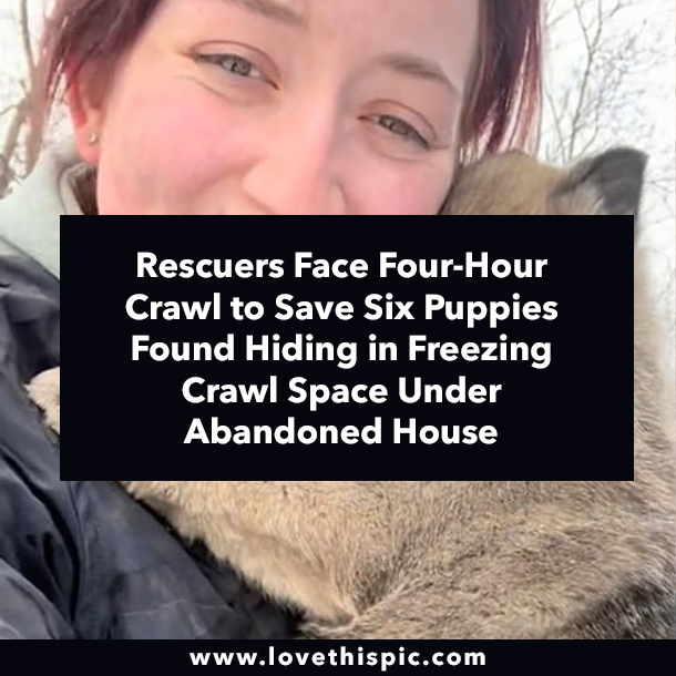 Rescuers Face Four-Hour Crawl to Save Six Puppies Found Hiding in Freezing Crawl Space Under Abandoned House