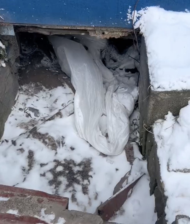 Rescuers Face Four-Hour Crawl to Save Six Puppies Found Hiding in Freezing Crawl Space Under Abandoned House - picture 2