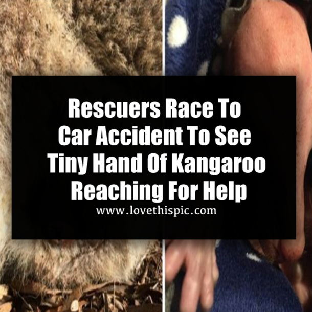Rescuers Race To Car Accident To See Tiny Hand Of Kangaroo Reaching For Help