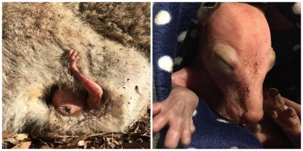 Rescuers Race To Car Accident To See Tiny Hand Of Kangaroo Reaching For Help - picture 2