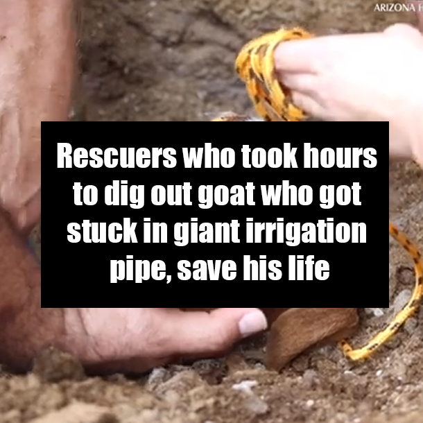 Rescuers who took hours to dig out goat who got stuck in giant irrigation pipe, save his life