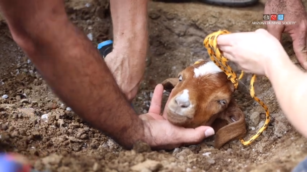 Rescuers who took hours to dig out goat who got stuck in giant irrigation pipe, save his life - picture 3