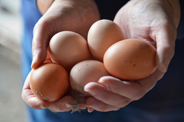 Research Reveals: What Happens To Your Body If You Eat Two Eggs A Day - picture 6
