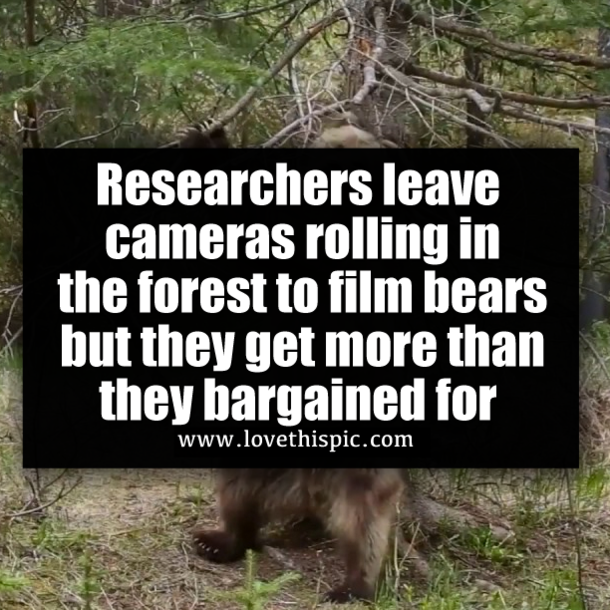 Researchers leave cameras rolling in the forest to film bears but they get more than they bargained for
