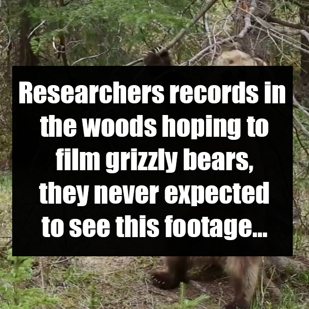 Researchers records in the woods hoping to film grizzly bears, they never expected to see this footage...