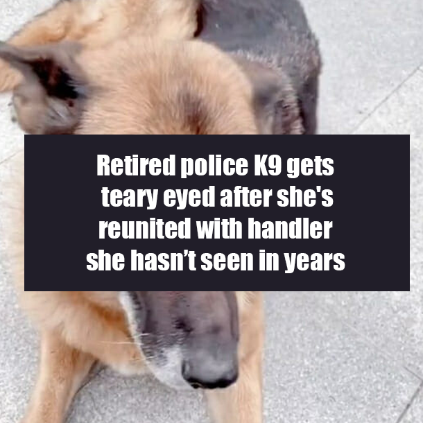 Retired police K9 gets teary eyed after she's reunited with handler she hasn’t seen in years
