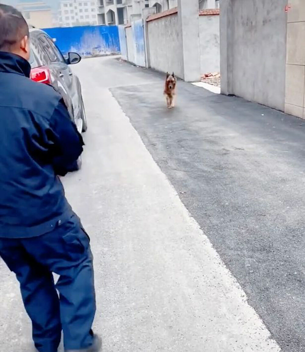 Retired police K9 gets teary eyed after she's reunited with handler she hasn’t seen in years - picture 2