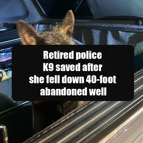 Retired police K9 saved after she fell down 40-foot abandoned well
