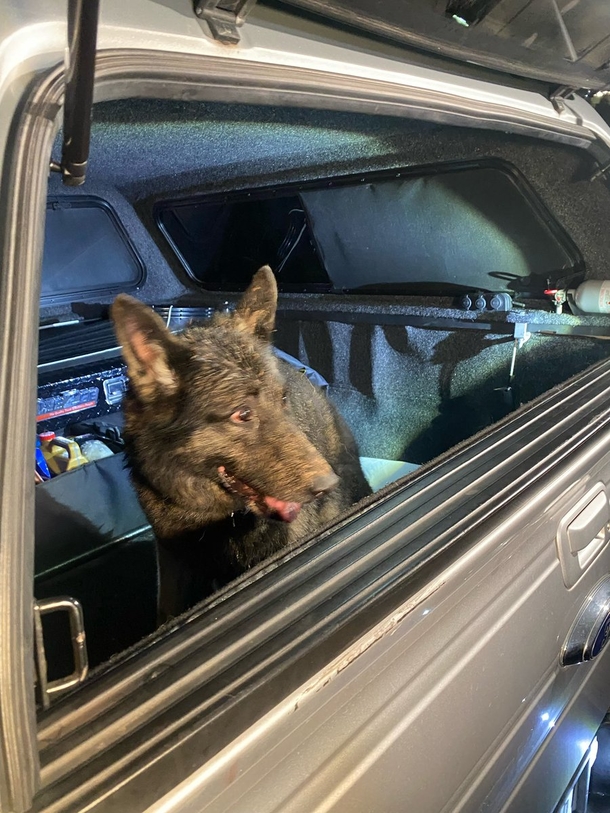 Retired police K9 saved after she fell down 40-foot abandoned well - picture 2