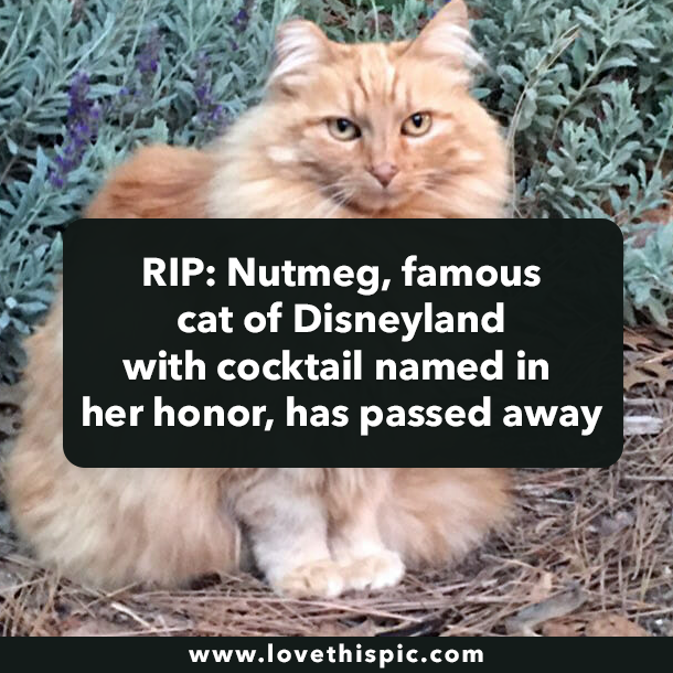 RIP: Nutmeg, famous cat of Disneyland with cocktail named in her honor, has passed away