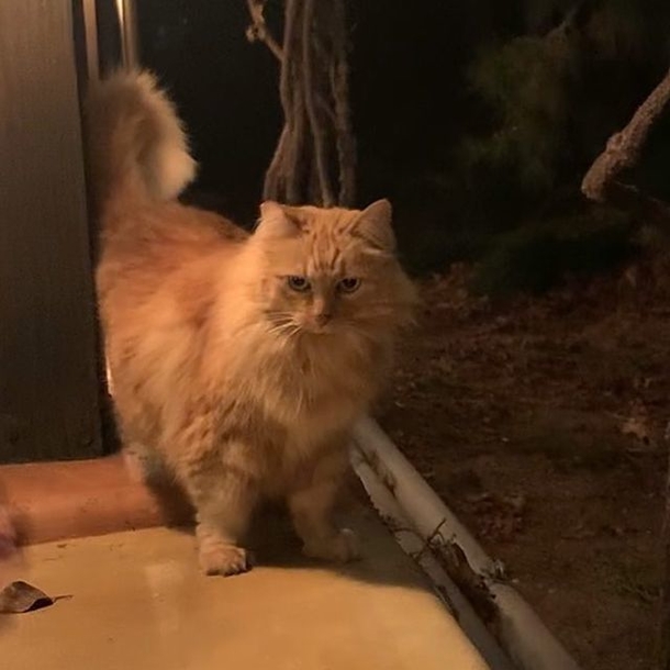 RIP: Nutmeg, famous cat of Disneyland with cocktail named in her honor, has passed away - picture 2