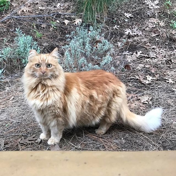 RIP: Nutmeg, famous cat of Disneyland with cocktail named in her honor, has passed away - picture 4
