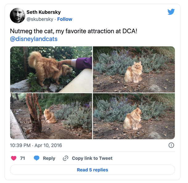 RIP: Nutmeg, famous cat of Disneyland with cocktail named in her honor, has passed away - picture 5