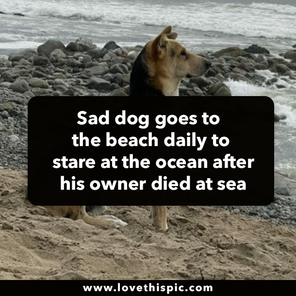 Sad dog goes to the beach daily to stare at the ocean after his owner died at sea