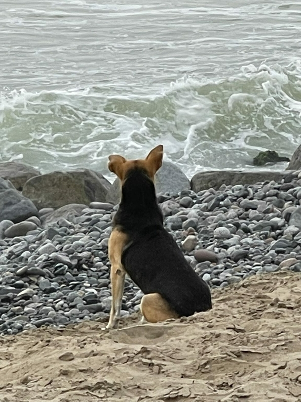 Sad dog goes to the beach daily to stare at the ocean after his owner died at sea - picture 3