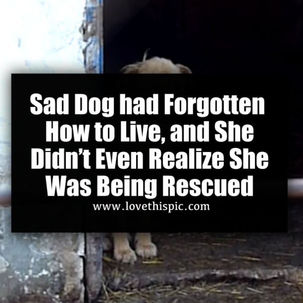 Sad Dog had Forgotten How to Live, and She Didn’t Even Realize She Was Being Rescued