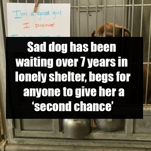 Sad dog has been waiting over 7 years in lonely shelter, begs for anyone to give her a ‘second chance’