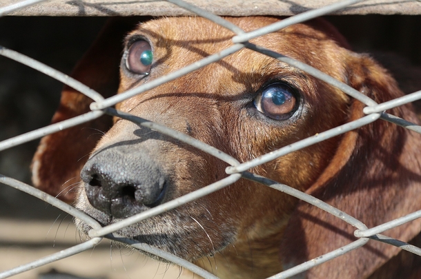 Sad dog has been waiting over 7 years in lonely shelter, begs for anyone to give her a ‘second chance’ - picture 2