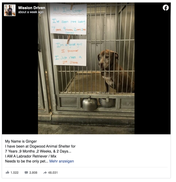 Sad dog has been waiting over 7 years in lonely shelter, begs for anyone to give her a ‘second chance’ - picture 3