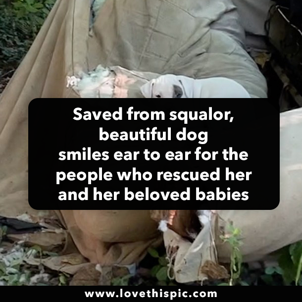 Saved from squalor, beautiful dog smiles ear to ear for the people who rescued her and her beloved babies