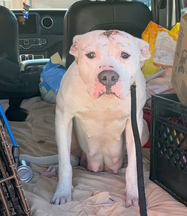 Saved from squalor, beautiful dog smiles ear to ear for the people who rescued her and her beloved babies - picture 2