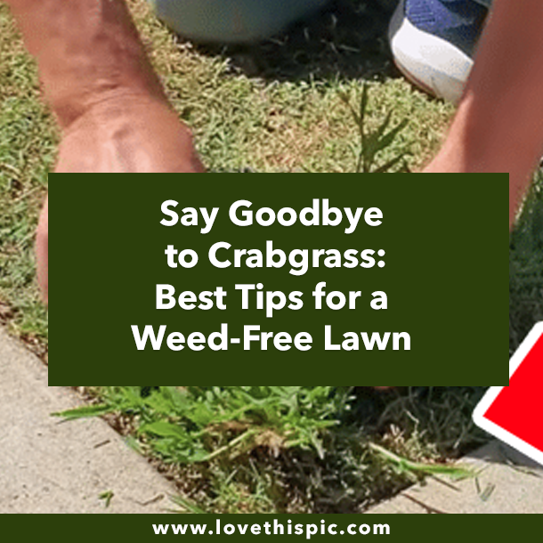 Say Goodbye to Crabgrass: Best Tips for a Weed-Free Lawn